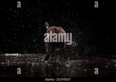 Éclaboussures d'eau. Portrait de couleur chocolat grand chien Labrador jouant, baignant isolé sur fond sombre. Beauté et grâce. Banque D'Images