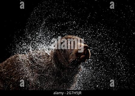 Éclaboussures d'eau. Portrait de couleur chocolat grand chien Labrador jouant, baignant isolé sur fond sombre. Beauté et grâce. Banque D'Images
