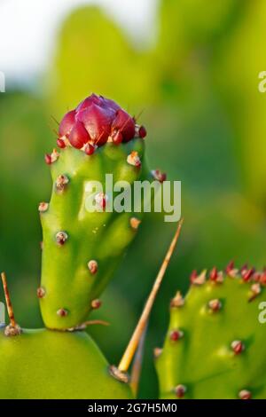 Bouton-pousse côtier (Opuntia littoralis), Rio de Janeiro Banque D'Images