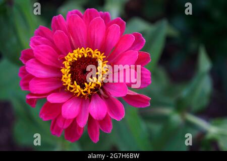 Fleur de Zinnia rose (Zinnia elegans) Banque D'Images