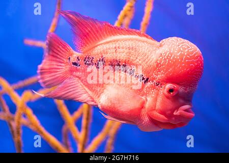 Fleur de corne de poisson sur le fond des coraux dans l'aquarium. Gros plan Banque D'Images