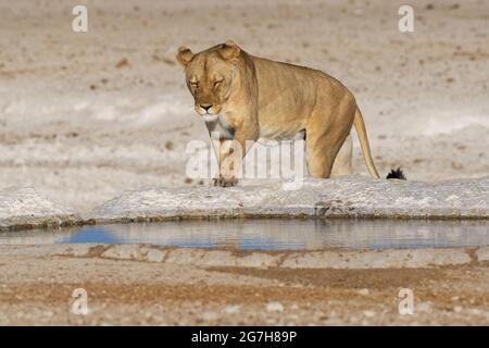 Lioness (Panthera leo), femelle adulte, marchant jusqu'au trou d'eau, Parc national d'Etosha, Namibie, Afrique Banque D'Images