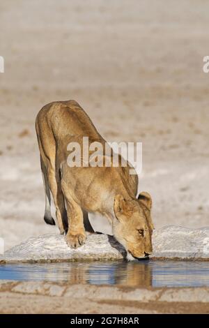 Lioness (Panthera leo), femme adulte, buvant au trou d'eau, Parc national d'Etosha, Namibie, Afrique Banque D'Images