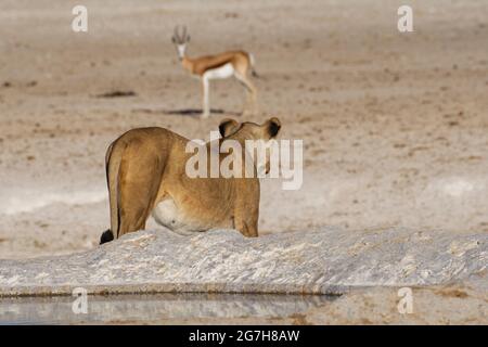 Lioness (Panthera leo), femelle adulte à l'affût du trou d'eau, regardant un tremplin debout (Antidorcas marsupialis), Etosha NP, Namibie, Afrique Banque D'Images