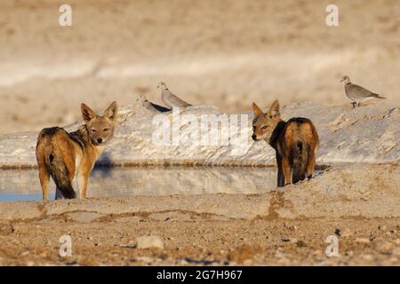 Jackals à dos noir (Canis mesomelas) debout au trou d'eau, trois colombes à col annulaire (Streptopelia capicola) à l'arrière, Etosha NP, Namibie, Afrique Banque D'Images