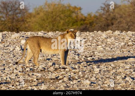 Lioness (Panthera leo), femelle adulte debout sur le sol aride, dans la lumière du matin, Parc national d'Etosha, Namibie, Afrique Banque D'Images