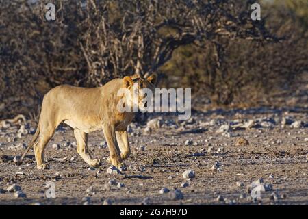 Lion africain (Panthera leo), jeune homme adulte marchant sur le sol aride, dans la lumière du matin, Parc national d'Etosha, Namibie, Afrique Banque D'Images