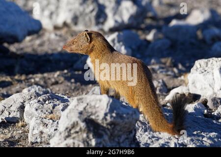 La monoie jaune (Cynictis penicillata), adulte debout sur le rocher, à l'affût au soleil du soir, Parc national d'Etosha, Namibie, Afrique Banque D'Images