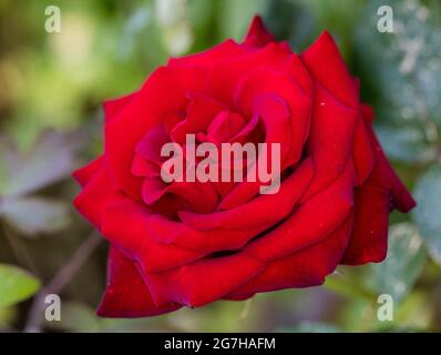 Ingrid Bergman 'hybride' Rose Thé, Tehybridros (Rosa) Banque D'Images