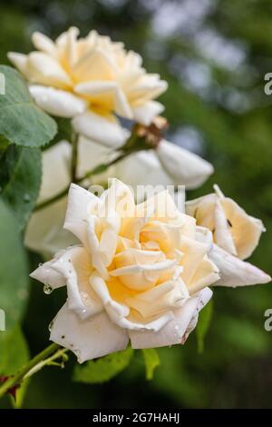 'Ilse Krohn Superior' Climbing Rose, Klätterros (Rosa) Banque D'Images