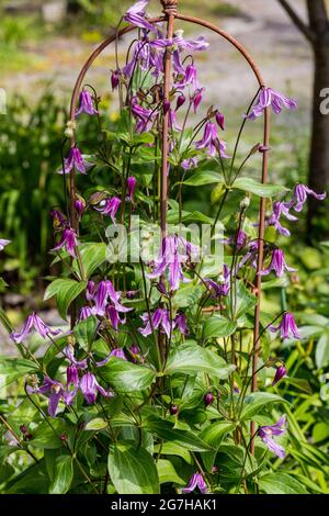 'Floris V' clematis solitaires, Helbladig klematis (Clematis integrifolia) Banque D'Images