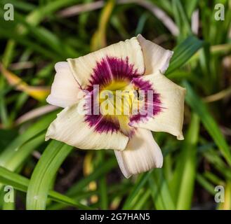 "Boîte de Pandore", l'hémérocalle (Hemerocallis) Daglilja Banque D'Images