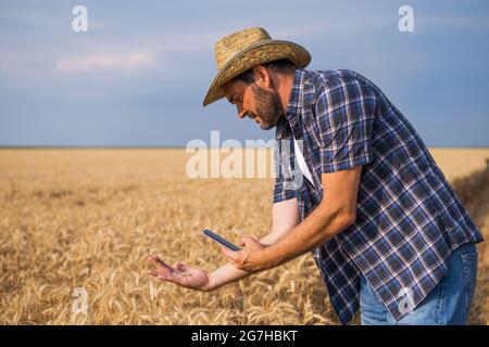 L'agronome examine les cultures céréalières avant la récolte. Banque D'Images