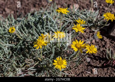 Oregon Sunshine, Eriophyllum lanatum var. Integrifolium, floraison à Table Mountain, forêt nationale Okanogan-Wenatchee, État de Washington, États-Unis Banque D'Images