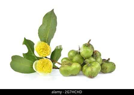 Graines de thé vert et fleur de thé isolées sur fond blanc Banque D'Images