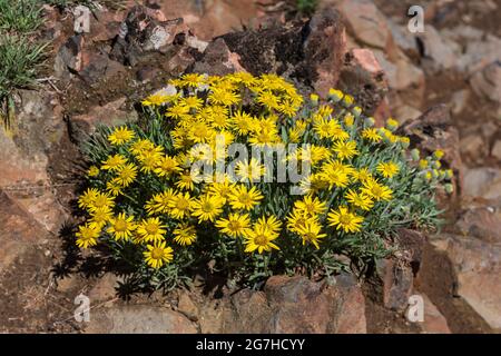 Oregon Sunshine, Eriophyllum lanatum, floraison à Table Mountain, Forêt nationale Okanogan-Wenatchee, État de Washington, États-Unis Banque D'Images