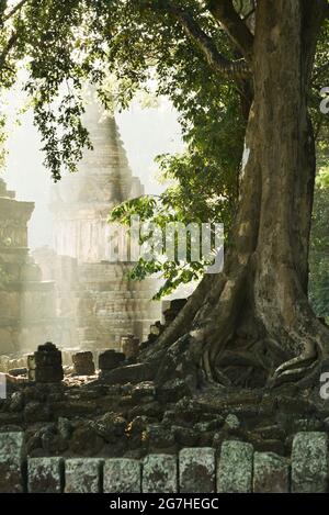 Ancien temple et pagode au lever du soleil, grands arbres poussant sur l'ancien mur de pierre. Parc historique de Sukhothai, Thaïlande. Concentrez-vous sur la pagode dans la brume. Banque D'Images