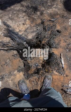 Souche de pin de Lodgepole, Pinus contorta, forêt brûlée dans le feu de montagne de la Table en 2012, montagne de la Table, forêt nationale Okanogan-Wenatchee, Washington Banque D'Images