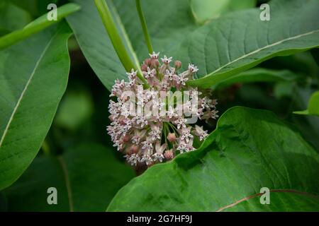 Asclepias syriaca, communément appelé latweed commun, fleur de papillon, silkweed, laitand-moût soyeux, et silkweed de Virginie, est une espèce de floraison p Banque D'Images