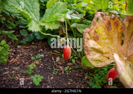 Le fruit mûr et rouge du sinopodophyllum - une plante herbacée vivace de la famille des beridaceae communément connu sous le nom d'Himalayan peut pomme. La racine et Banque D'Images