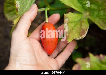 Le fruit mûr et rouge du sinopodophyllum - une plante herbacée vivace de la famille des beridaceae communément connu sous le nom d'Himalayan peut pomme. La racine et Banque D'Images