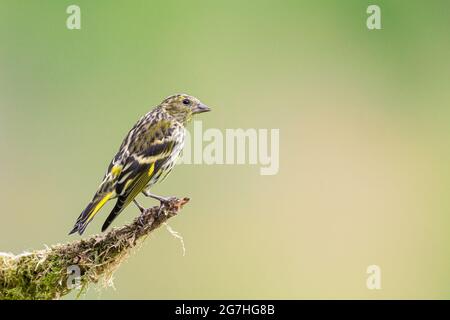 Jeune Goldfinch perché sur une branche. Banque D'Images