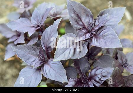 Le basilic violet ou l'opale foncé le basilic est un cultivar de basilic doux. Concept de la culture de votre propre nourriture biologique. Banque D'Images