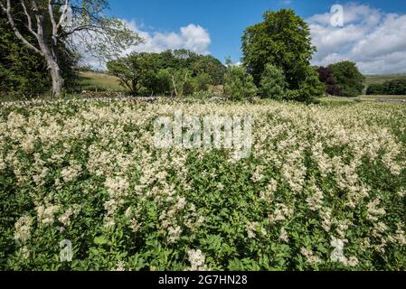 Masses de Filipendula ulmaria, communément appelée Meadowsweet, à la Tarn Moss (Malhamdale) dans le North Yorkshire Banque D'Images