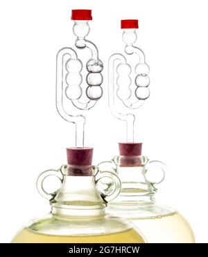 Deux demijohns avec des SAS fermentant du champagne de fleur de sureau Banque D'Images