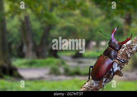 Coléoptère européen (Lucanus cervus) mâle dans la forêt de chênes Banque D'Images