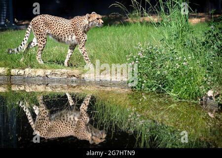 Dvur Kralove nad Labem, République tchèque. 14 juillet 2021. Un reflet de Cheetah dans l'eau pendant la journée ensoleillée au Safari Park à Dvur Kralove nad Labem en République tchèque. Credit: Slavek Ruta/ZUMA Wire/Alamy Live News Banque D'Images