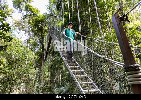 Promenade touristique sur la canopée dans la forêt tropicale du parc national de Taman Negara Banque D'Images