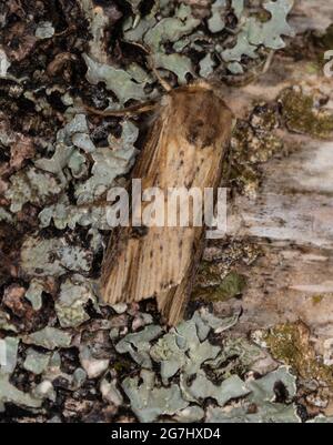 Un papillon des flammes (Axylia putris) photographié dans le Lanarkshire, en Écosse Banque D'Images