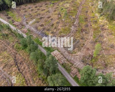 Déforestation, nouvelle forêt coupée, zone claire d'abattage. Banque D'Images