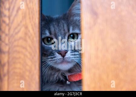 Cachette de chat. Tabby chaton gris caché derrière une fenêtre en bois. Animal domestique avec des yeux verts et collier rouge, félin effrayant et curieux regardant la came Banque D'Images