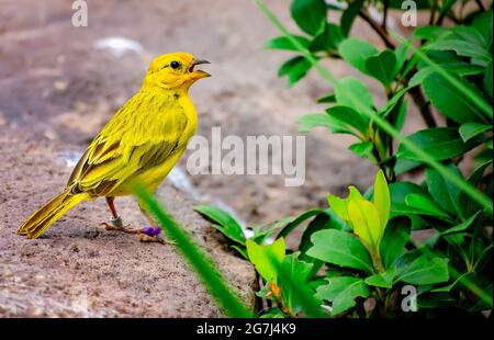 Un safran finch chante à la volière de l'Aquarium du Mississippi, le 24 juin 2021, à Gulfport, Mississippi. Le safran finch est un tanger sud-américain. Banque D'Images