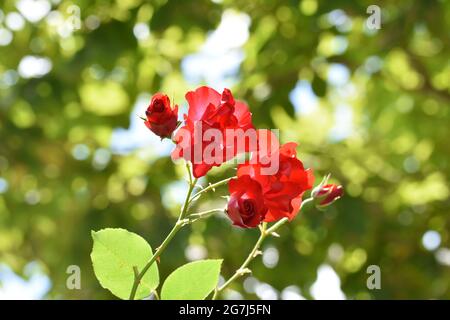 Roses de jardin rouges entourées de jolies feuilles avec un magnifique fond de cercles de bokeh vert - Bristol, Angleterre, Royaume-Uni Banque D'Images