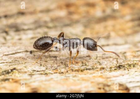 Ant d'Acorn (Temnothorax longispinosus) Banque D'Images