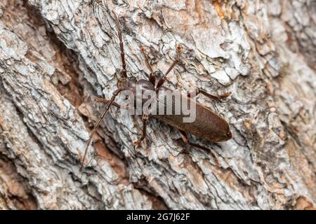 Un coléoptère à longues cornes (Arhopalus sp.) Sur un pin blanc (Pinus strobus) mort. Banque D'Images