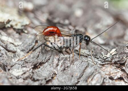 Une guêpe Aulacid femelle (Pristaulacus sp.) oviposting sur un pin blanc de l'est (Pinus strobus) mort. Banque D'Images