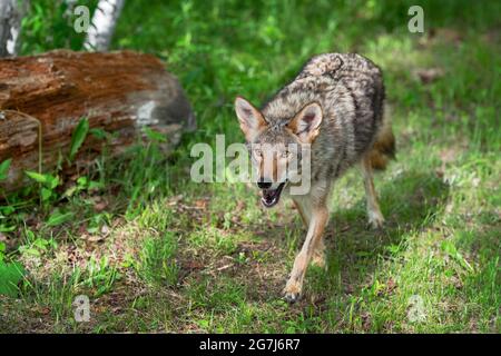 Coyote (Canis latrans) trots bouche avant ouvert été - animal captif Banque D'Images