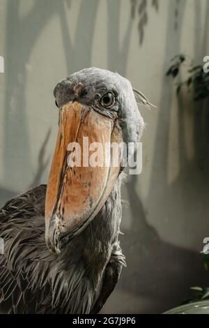Shoebill,Balaeniceps rex, également connu sous le nom de baleine est un grand oiseau et vit en Afrique de l'est tropicale.il a une énorme, bec bulbeux et féath bleu-gris Banque D'Images