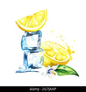 Cubes de glace et citron avec fleur isolée sur fond blanc. Illustration aquarelle dessinée à la main Banque D'Images