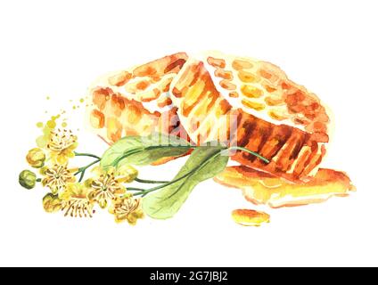 Fleurs fraîches en nid d'abeille et tilleul, illustration d'aquarelle dessinée à la main isolée sur fond blanc Banque D'Images
