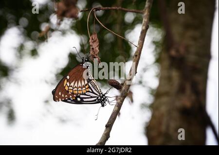 Le MIME commun (Papilio clytia) est un papillon à queue de cygne qui se trouve en Asie du Sud et du Sud-est. Le papillon appartient au groupe Chilasa ou aux Swallowcoats à corps noir. Le MIME commun se trouve dans divers habitats allant des plaines ligneuses aux patchs décidus humides. Il est plus abondant pendant les saisons de mousson et d'après-mousson. Un couple de papillons mime commune qui se forme sur les branches de l'arbre à Tehatta, Bengale-Occidental; Inde. Banque D'Images