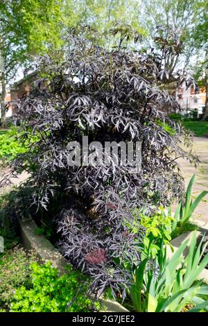 Arbuste aîné noir Sambucus nigra f porphyrophylla eva poussant dans le jardin de St Lukes en mai printemps sur le point de fleurir Islington Londres EC1 UK KATHY DEWITT Banque D'Images