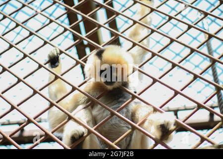 Un singe blanc a collé sa tête à travers la clôture Banque D'Images