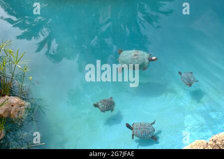 mère tortue nageant dans un étang avec trois jeunes tortues Banque D'Images