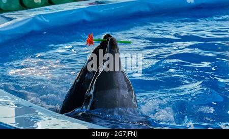 deux dauphins nagent dans la piscine et tiennent une fleur artificielle avec leur bouche Banque D'Images