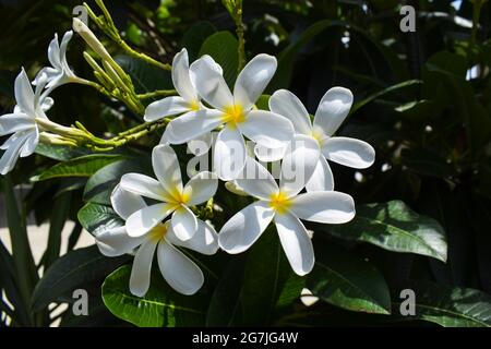 Plumeria alba, fleurs populaires de l'Inde. Blanc pétalé belle fleur burnh. La pelouse de Houe, la croissance de l'arbre de cour. Également connu sous le nom de fleurs de Champa Banque D'Images